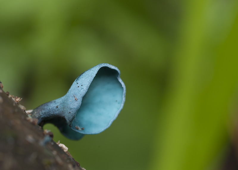 Chlorociboria aeruginascens